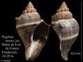 Mollusca (molluscs)