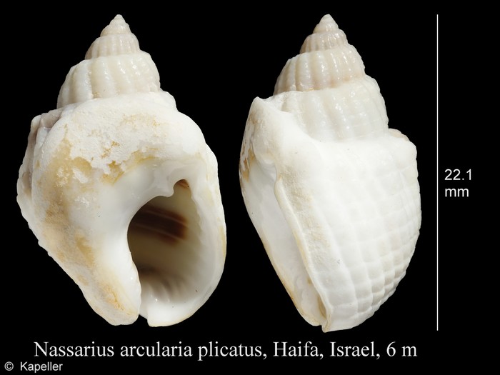 Nassarius arcularia