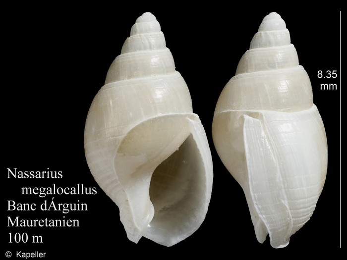 Nassarius megalocallus Nassarius megalocallus