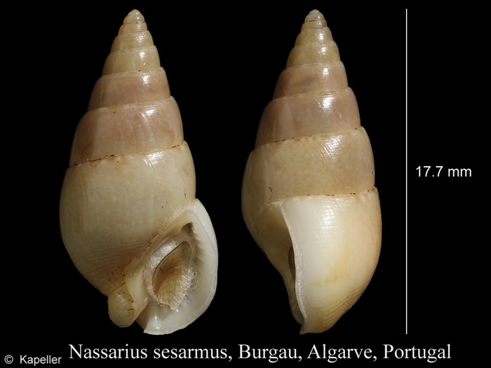 Nassarius sesarmus Nassarius sesarmus