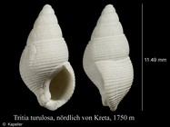 Tritia turulosa