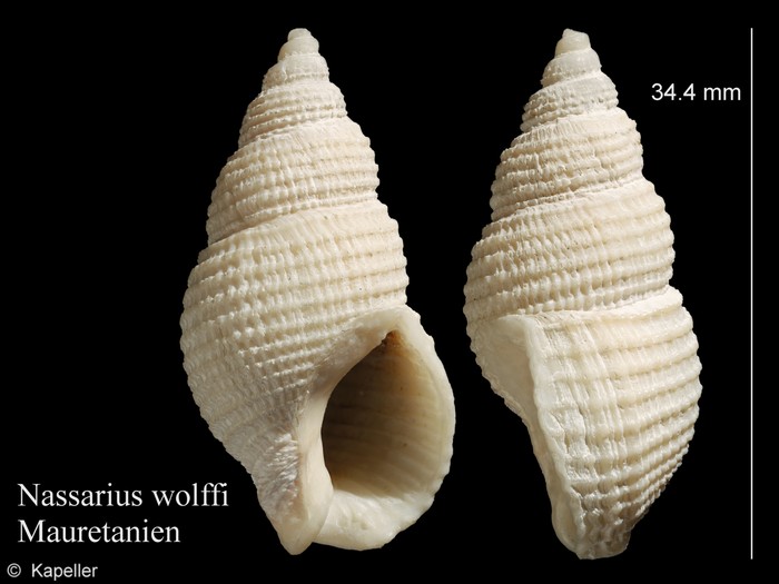 Nassarius wolffi Nassarius wolffi