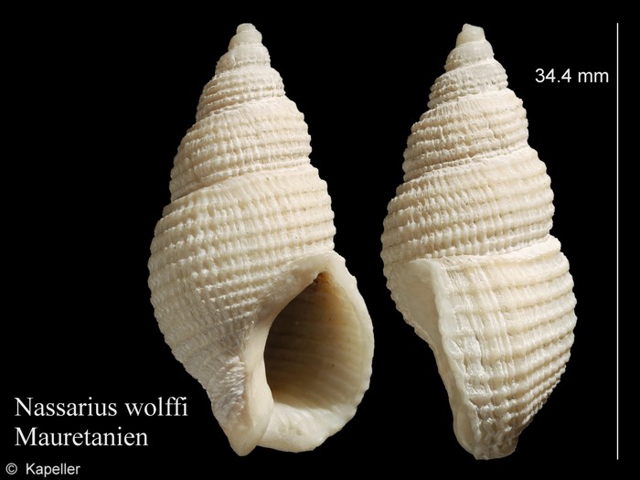 Nassarius wolffi