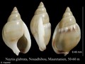 Mollusca (molluscs)