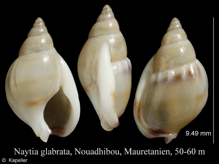 Naytia glabrata