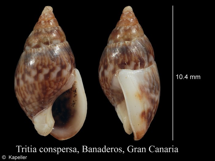 Tritia conspersa