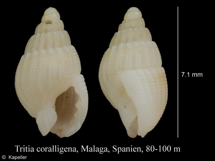 Tritia coralligena Tritia coralligena