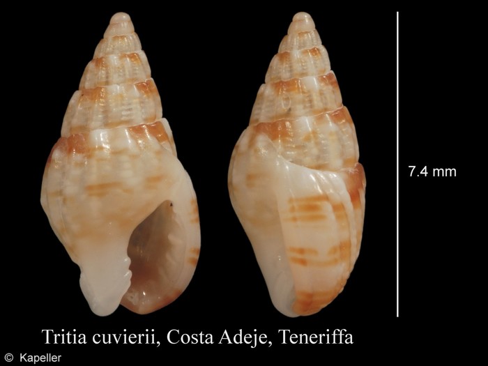 Tritia cuvierii