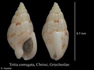 Tritia corrugata