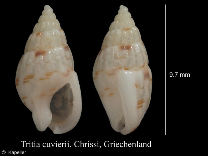 Tritia cuvierii