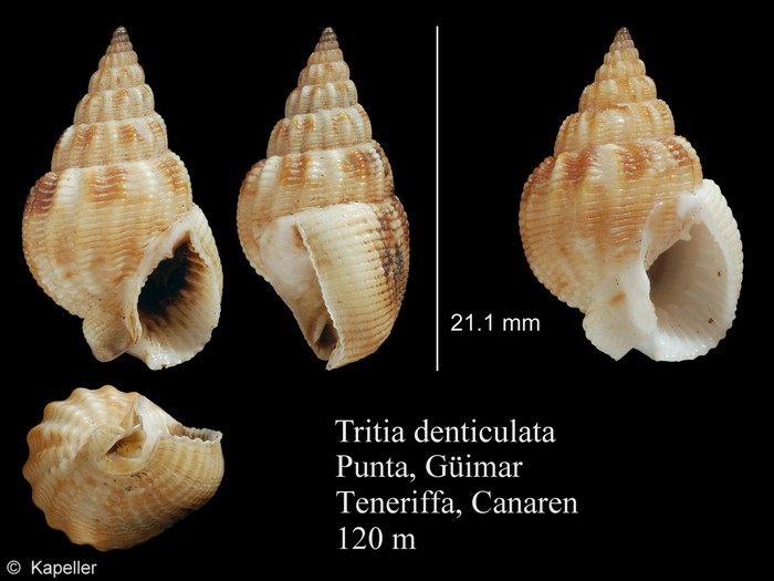 Tritia denticulata