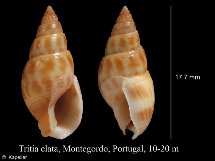 Tritia elata