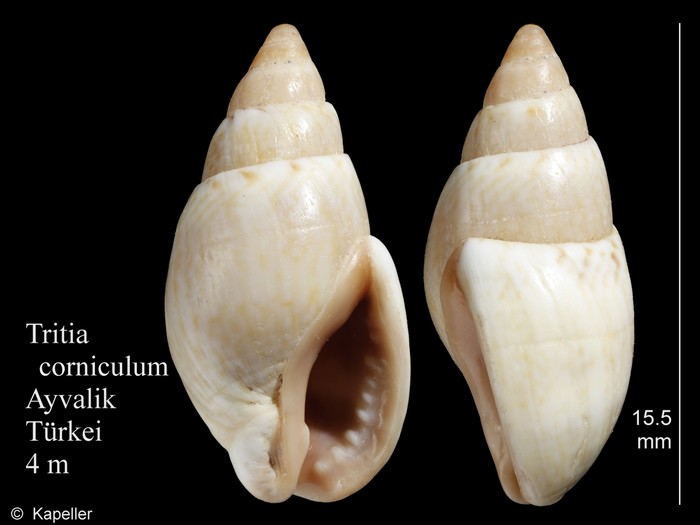 Tritia corniculum Tritia corniculum