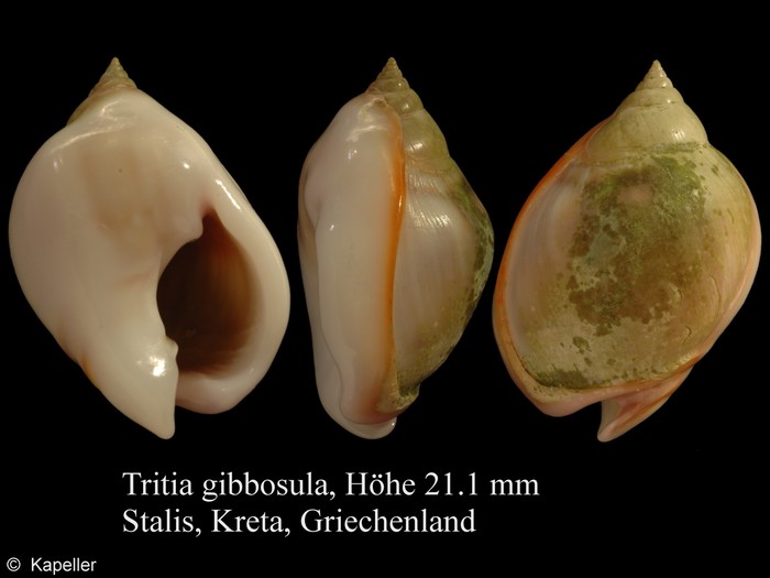 Tritia gibbosula