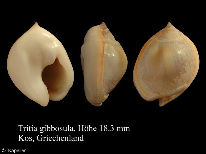 Tritia gibbosula