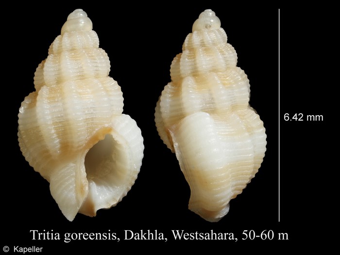 Tritia goreensis Tritia goreensis