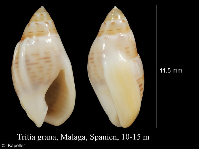 Tritia grana Tritia grana