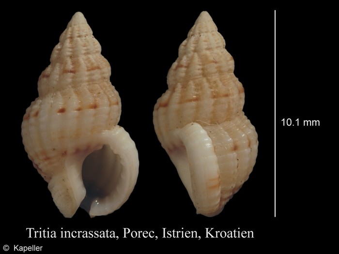 Tritia incrassata