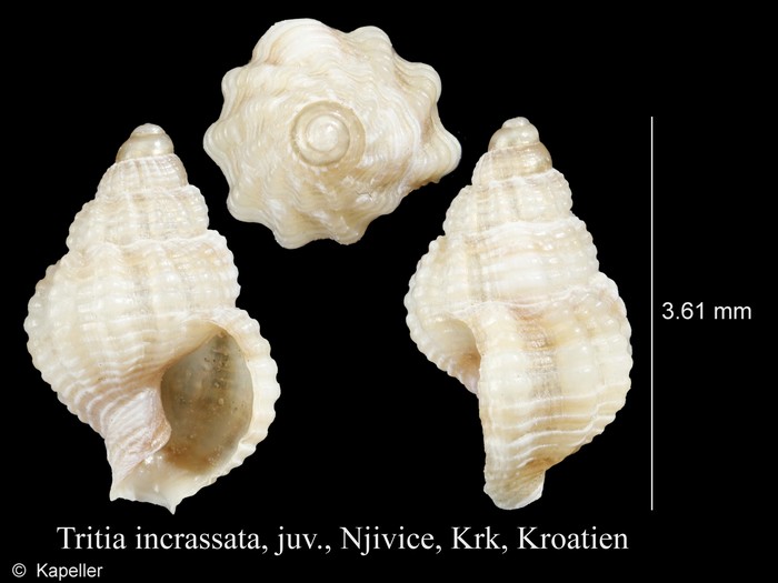 Tritia incrassata Tritia incrassata