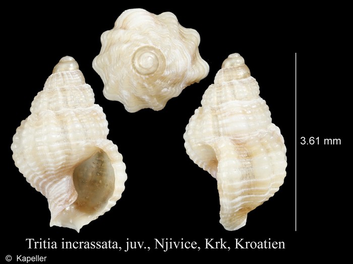 Tritia incrassata