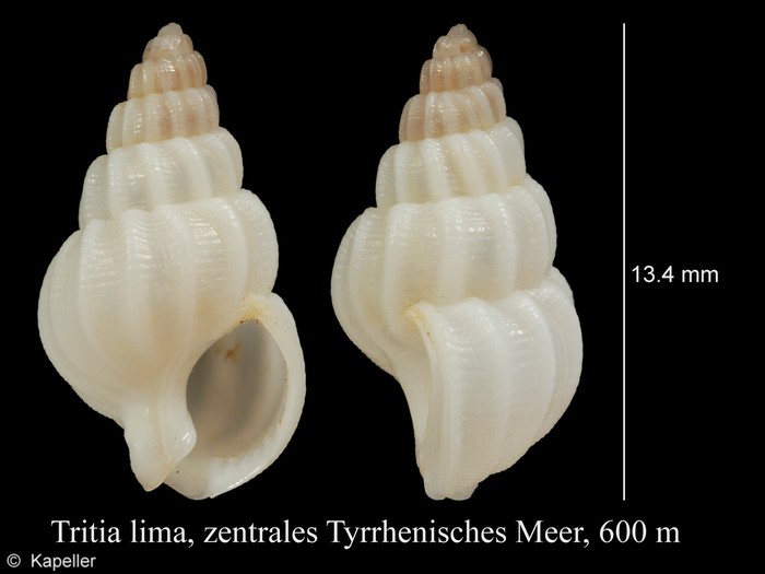 Tritia lima Tritia lima