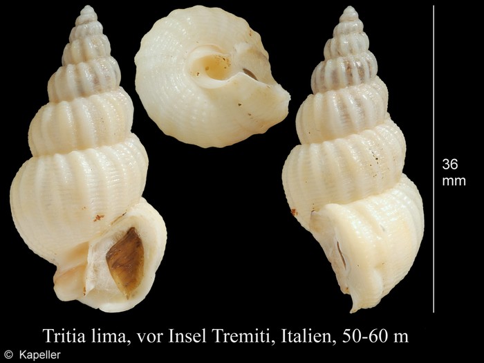 Tritia lima Tritia lima