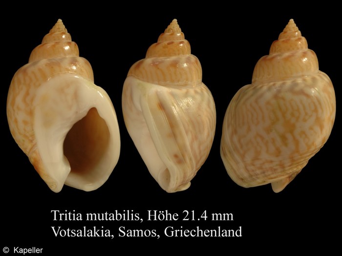 Tritia mutabilis