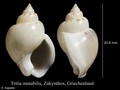 Mollusca (molluscs)