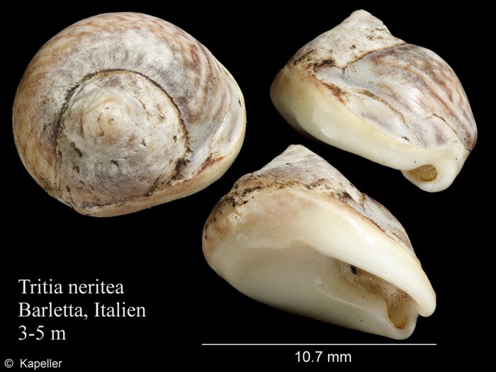 Tritia neritea