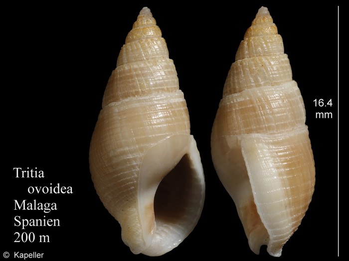 Tritia ovoidea Tritia ovoidea