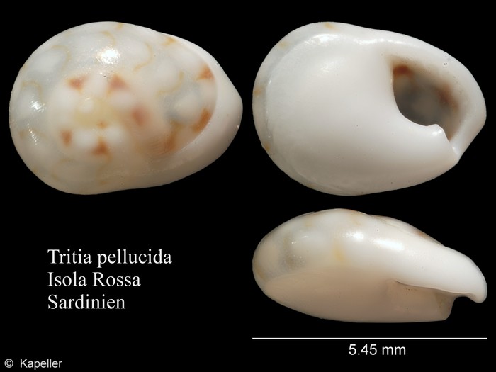 Tritia pellucida