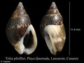 Mollusca (molluscs)