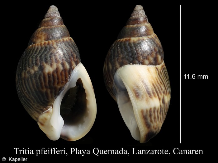 Tritia pfeifferi