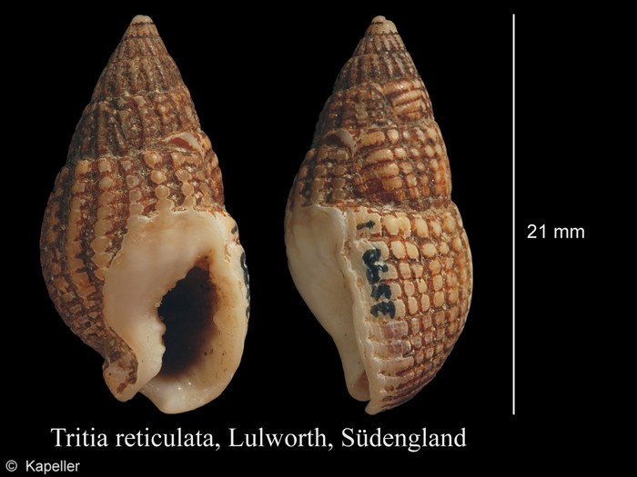 Tritia reticulata