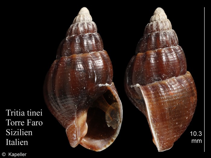 Tritia tinei Tritia tinei