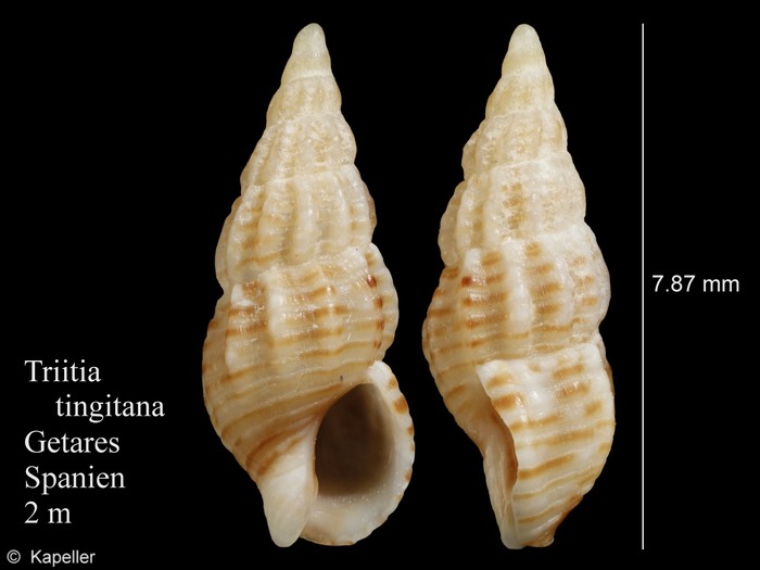 Tritia tingitana Tritia tingitana