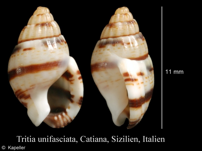 Tritia unifasciata Tritia unifasciata