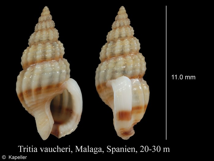 Tritia vaucheri Tritia vaucheri