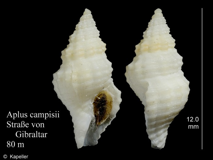 Aplus campisii Aplus campisii