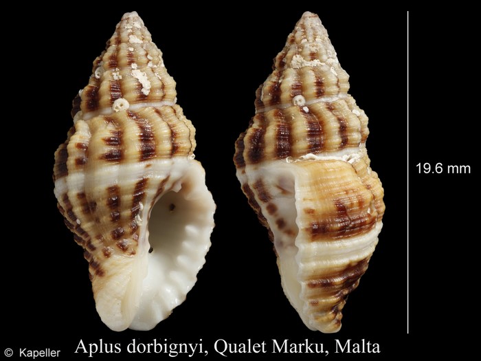 Aplus dorbignyi