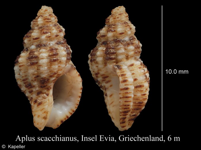 Aplus scacchianus