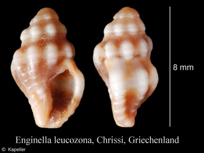 Enginella leucozona Enginella leucozona