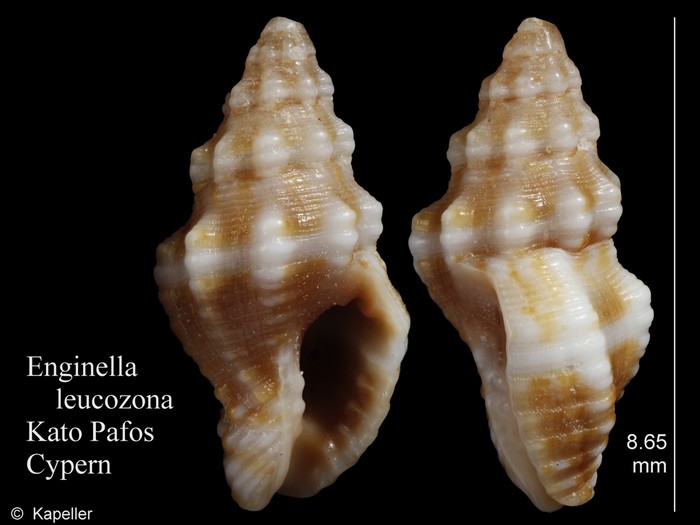 Enginella leucozona Enginella leucozona