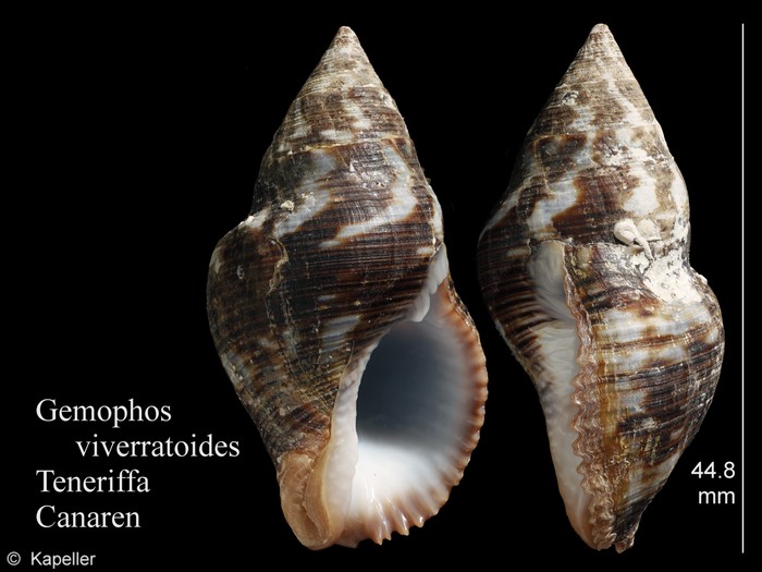 Gemophos viverratoides