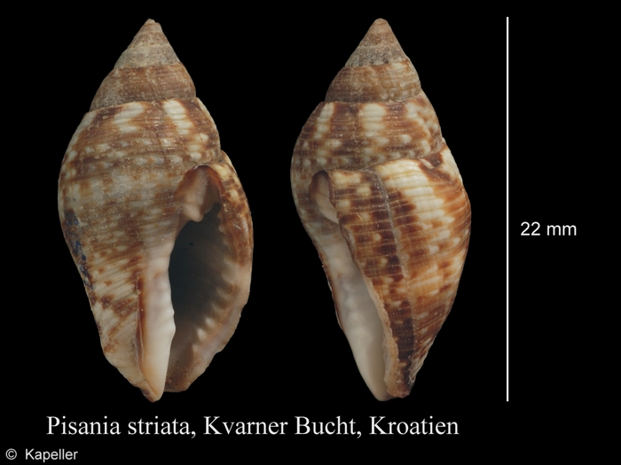 Pisania striata