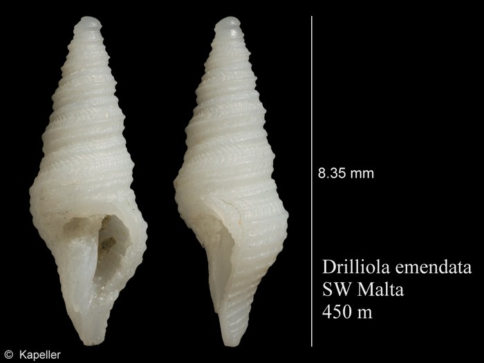 Drilliola emendata