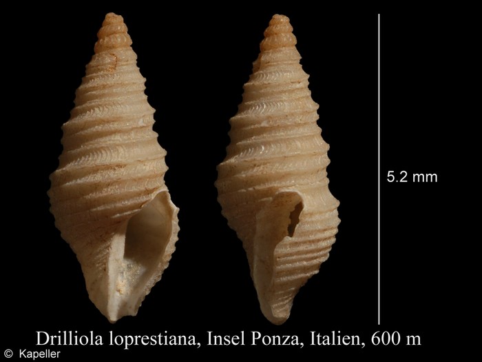 Drilliola loprestiana Drilliola loprestiana