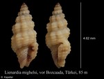 Lienardia mighelsi