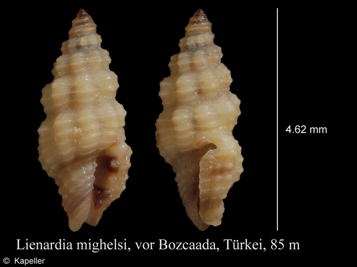 Lienardia mighelsi Lienardia mighelsi