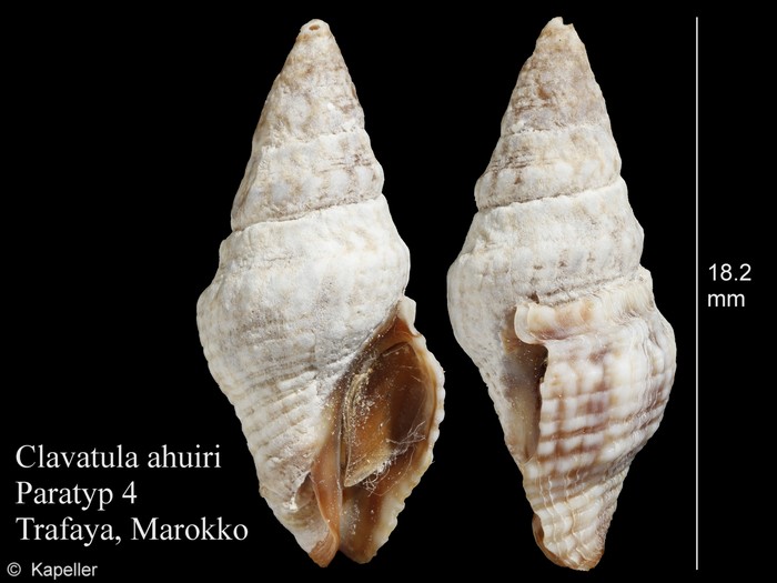 Clavatula ahuiri